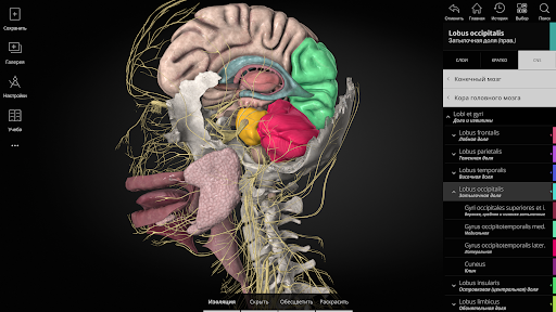 Anatomyka - 3D анатомия screenshot 9