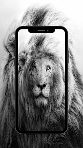 Lion wallpaper 4k - UHD