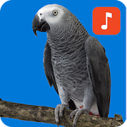 African grey parrot ringtones