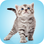 Cover Image of Download Kitten Sounds  APK