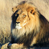 Cecil's Revenge: Save the Lion icon
