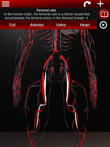 Circulatory System 3D Anatomy