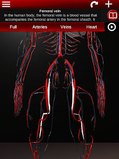 Circulatory System in 3D (Anatomy)