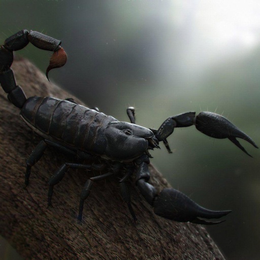 Scorpion Arachnids Wallpaper