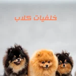 Cover Image of Baixar خلفيات كلاب  APK