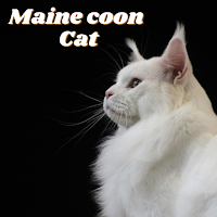 Maine coon Cat - Guide