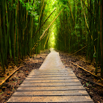 Cover Image of Download Bamboo Forest Wallpapers  APK