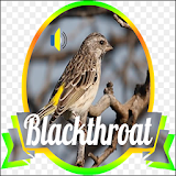 Master Blacktroath|mp3 Burung icon