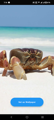 Android application Crab Wallpaper screenshort