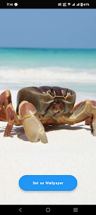 Crab Wallpaper