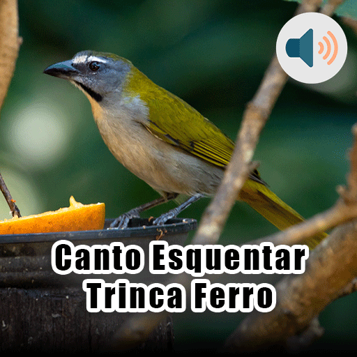Canto Esquentar Trinca Ferro