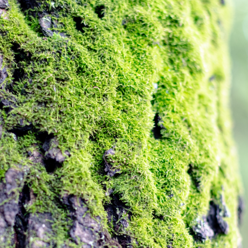 Moss Wallpaper logo