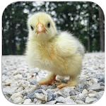 Cover Image of Descargar Baby Chick sounds  APK