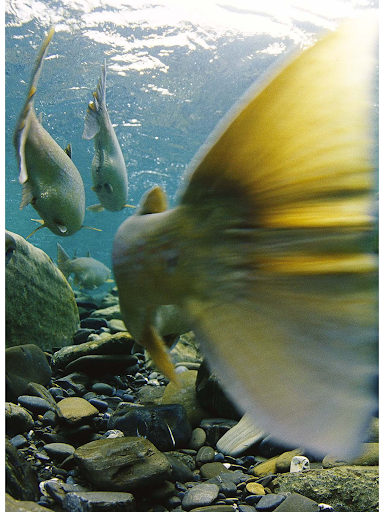 Chasing Silver Magazine screenshot 9