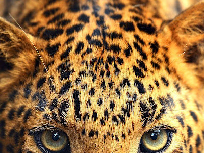 √完了しました！ 壁紙 動物の画像 322634