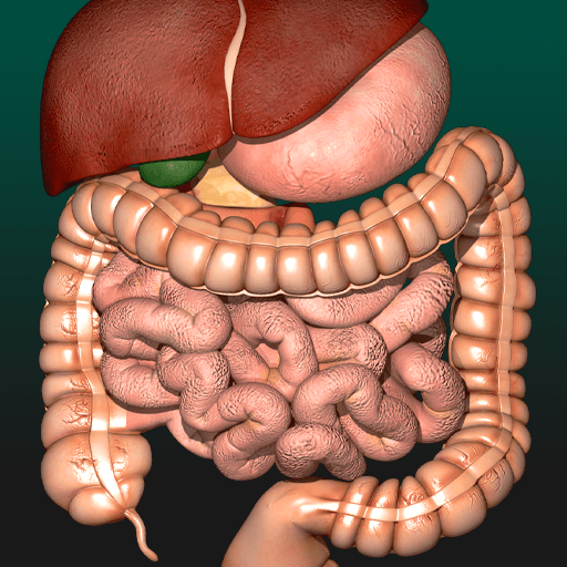 Internal Organs in 3D Anatomy 3.0.2 Icon