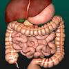 Internal Organs in 3D Anatomy icon