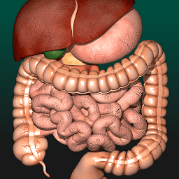 「Internal Organs in 3D Anatomy」圖示圖片
