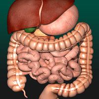 Внутренние органы в 3D (анатомия)
