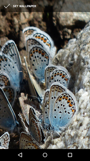 Beautiful Butterfly Wallpapers Screen 3