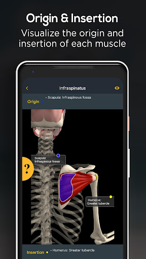 Screenshot of Anatomy by Muscle & Motion