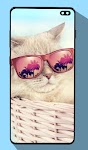 screenshot of Cute Cat Wallpapers