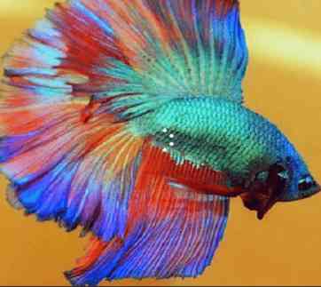 Android application Betta Fish Phone Wallpaper screenshort