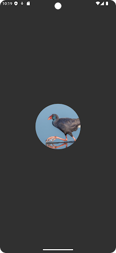 Purple Swamphen Sounds Screen 2