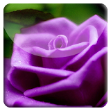 Purple Rose HD LiveWallpaper icon