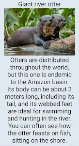 Amazon animals
