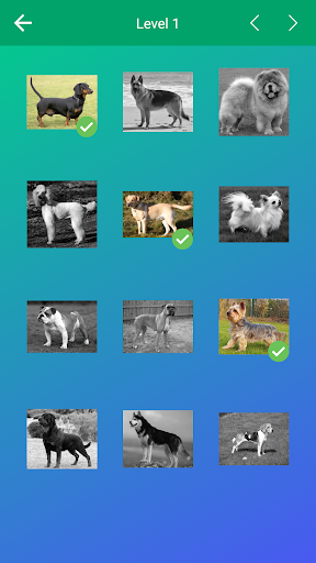 Dog Quiz: Guess the Breed — Game, Pictures, Test 1.20 screenshots 3