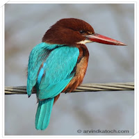 Indian Birds Pictures - Learn About Birds