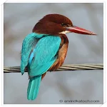 Indian Birds Pictures - Learn About Birds Apk