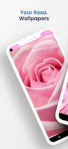 Cute Rose Pink wallpapers HD4k