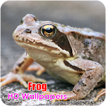 Cover Image of Download Frog HD Wallpapers 2.0 APK