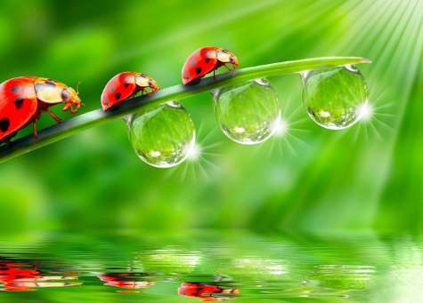 Water Drop Wallpaper