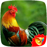 Cover Image of डाउनलोड Rooster Sounds  APK