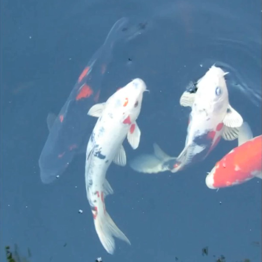 Koi Fish Live Wallpaper Pro logo