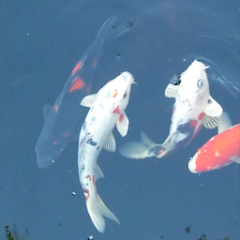 Koi Fish Live Wallpaper Pro