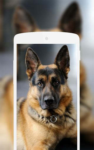 German Shepherd Wallpaper