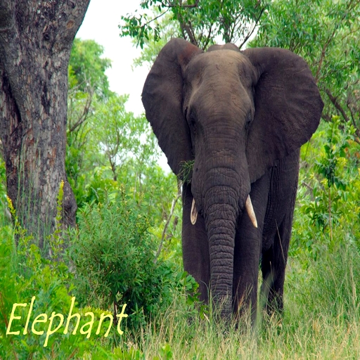 Elephant animal info logo