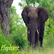Elephant animal info - Androidアプリ