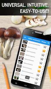 Edible mushroom – Photos 1