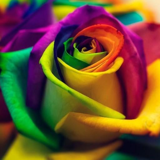 Buenos Flores Fondos de pantalla Rosas coloridas