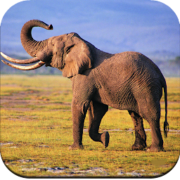 Icon image Elephant Wallpaper