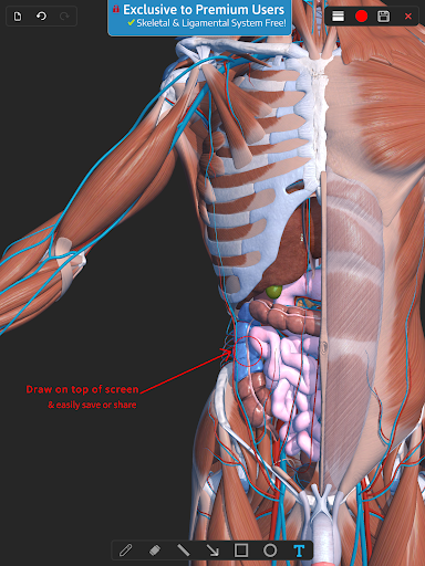 Screenshot of Visual Anatomy 3D - Human body
