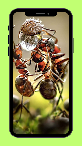 Wallpaper Forest Ants Screen 2