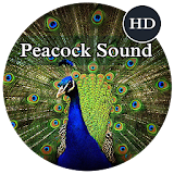Peacock Sounds icon