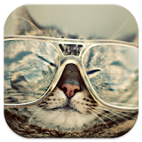 Funny Cats Pictures icon