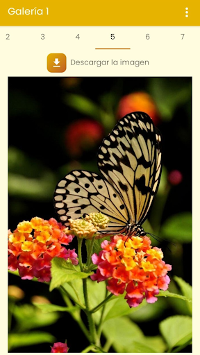 Fondos de Pantalla Mariposas. Screen 2